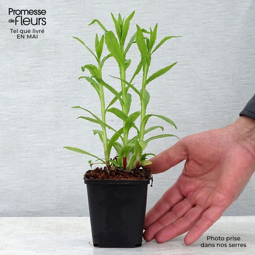 Spécimen de Helenium Siesta - Hélénie d'automne Godet de 9cm tel que livré au printemps