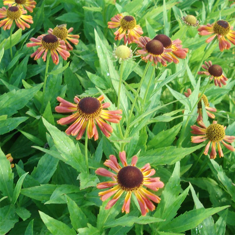 Helenium Tie Dye - Hélénie hybride (Floraison)