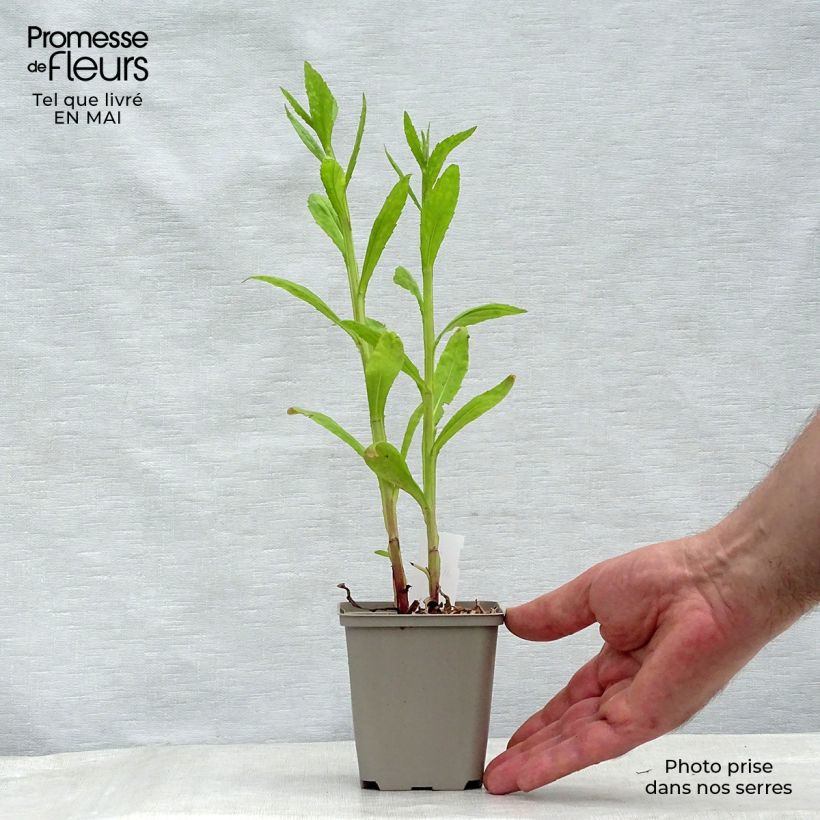 Spécimen de Helenium Tie Dye - Hélénie hybride Godet de 9cm tel que livré au printemps