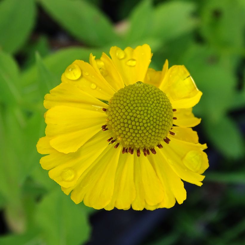 Hélénium Tijuana Brass - Hélénie jaune d'or (Floraison)