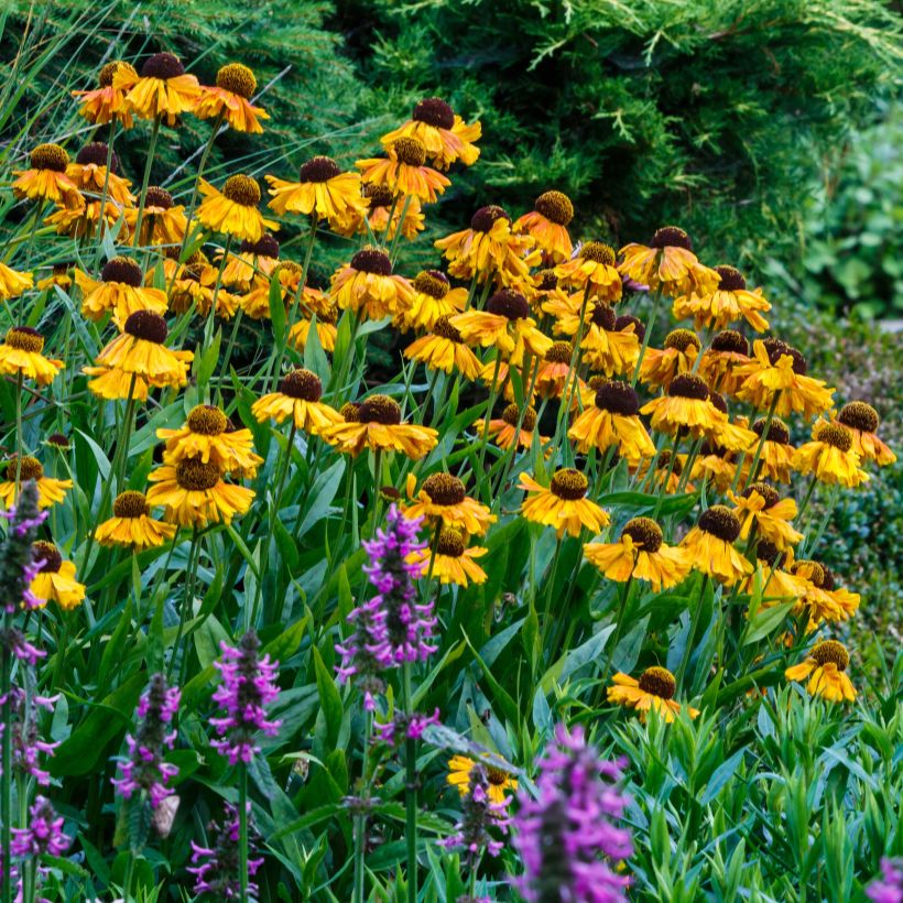 Helenium Windley - Hélénie jaune-orangé. (Floraison)