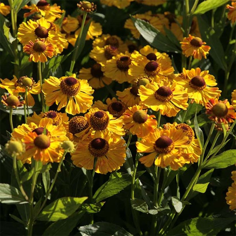 Helenium Zimbelstern - Hélénie d'automne jaune ambré. (Floraison)