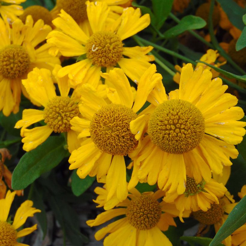 Helenium autumnale Pumilum Magnificum - Hélénie d'automne (Floraison)