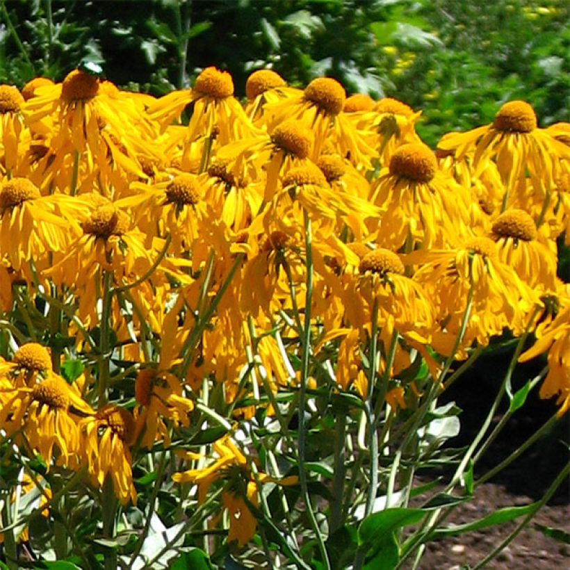 Hélénium hoopesii - Hélénie de Hoopes (Floraison)