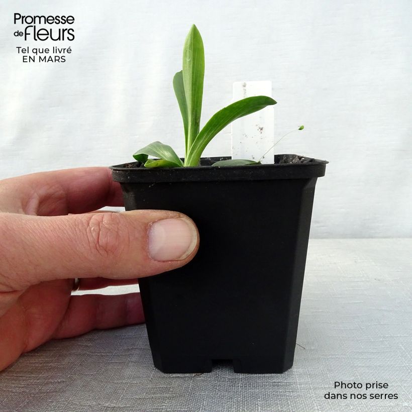 Spécimen de Hélénium hoopesii - Hélénie de Hoopes Godet de 9cm tel que livré au printemps