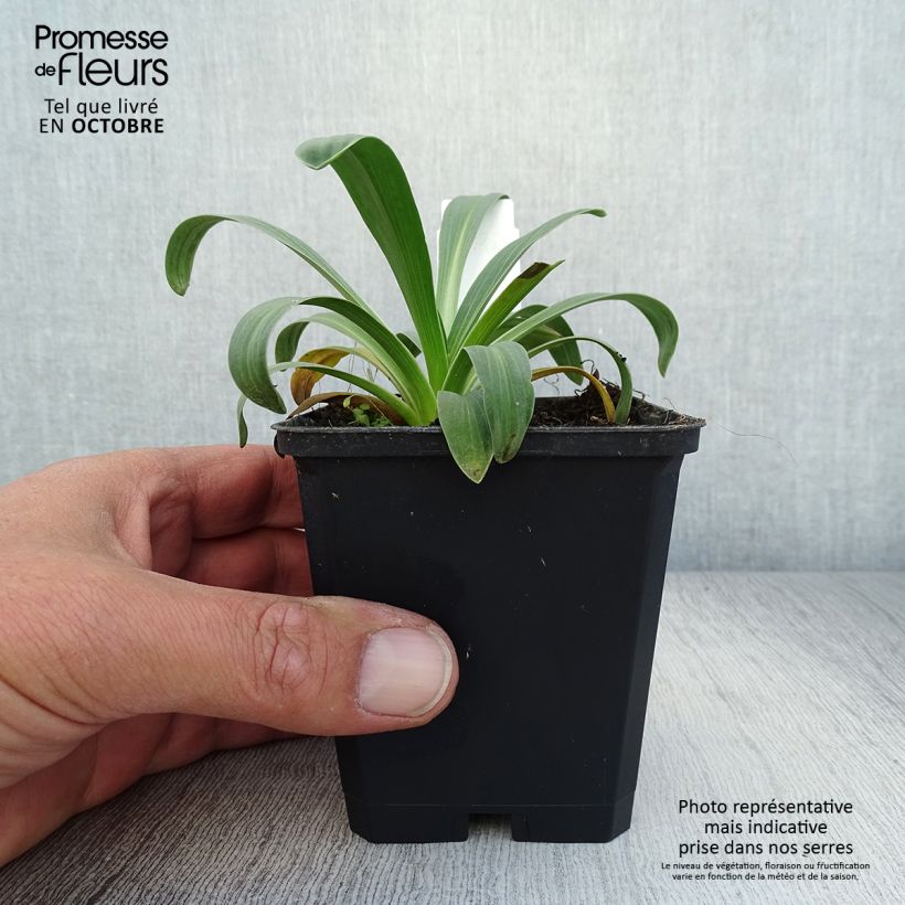 Spécimen de Hélénium hoopesii - Hélénie de Hoopes Godet de 8/9 cm tel que livré en automne