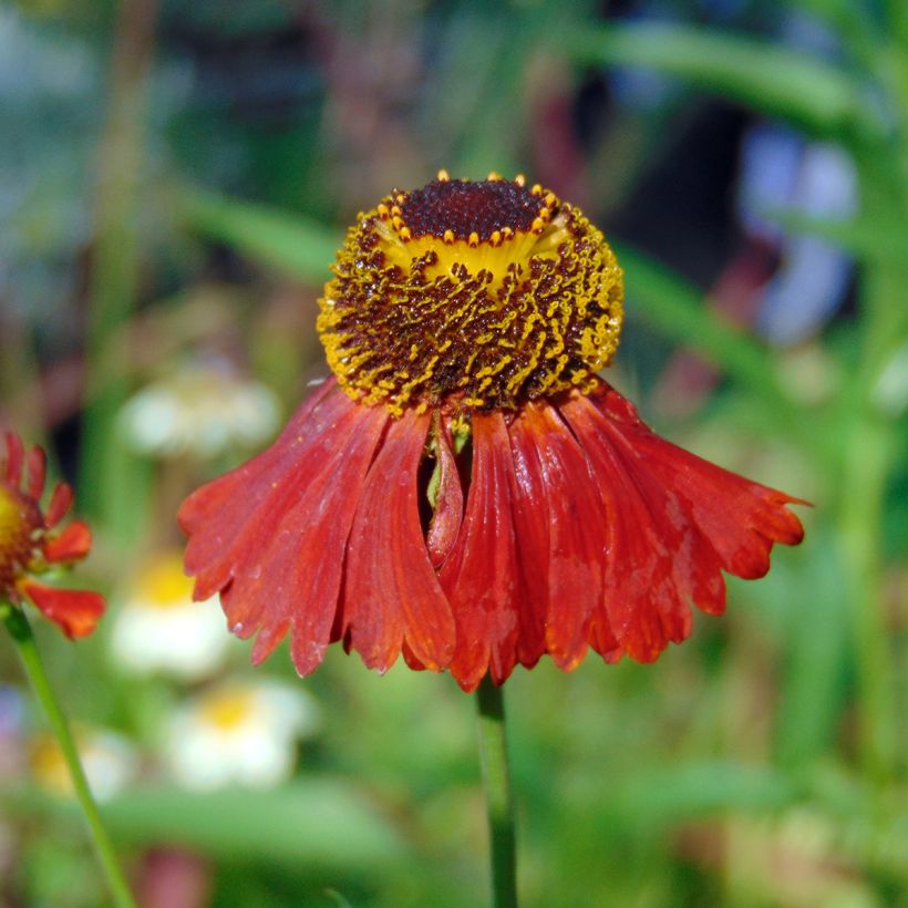 Hélénium hybride Moerheim Beauty, Hélènie (Floraison)