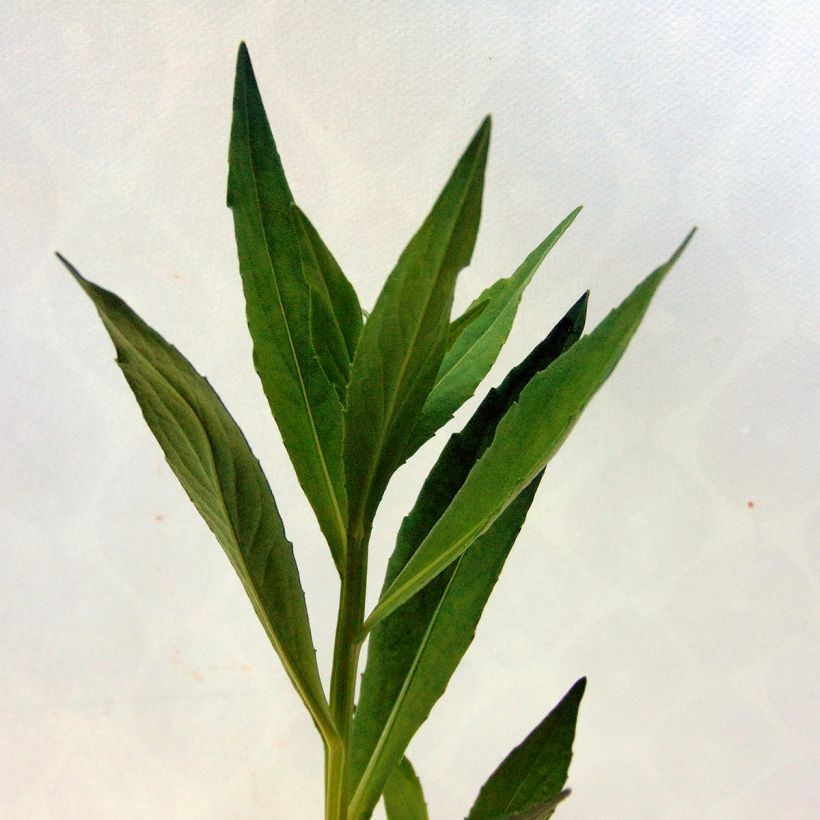 Hélénium hybride Moerheim Beauty, Hélènie (Feuillage)
