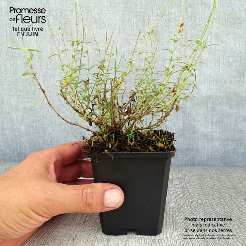 Spécimen de Hélianthème Wisley Primrose Godet de 8/9 cm tel que livré en été