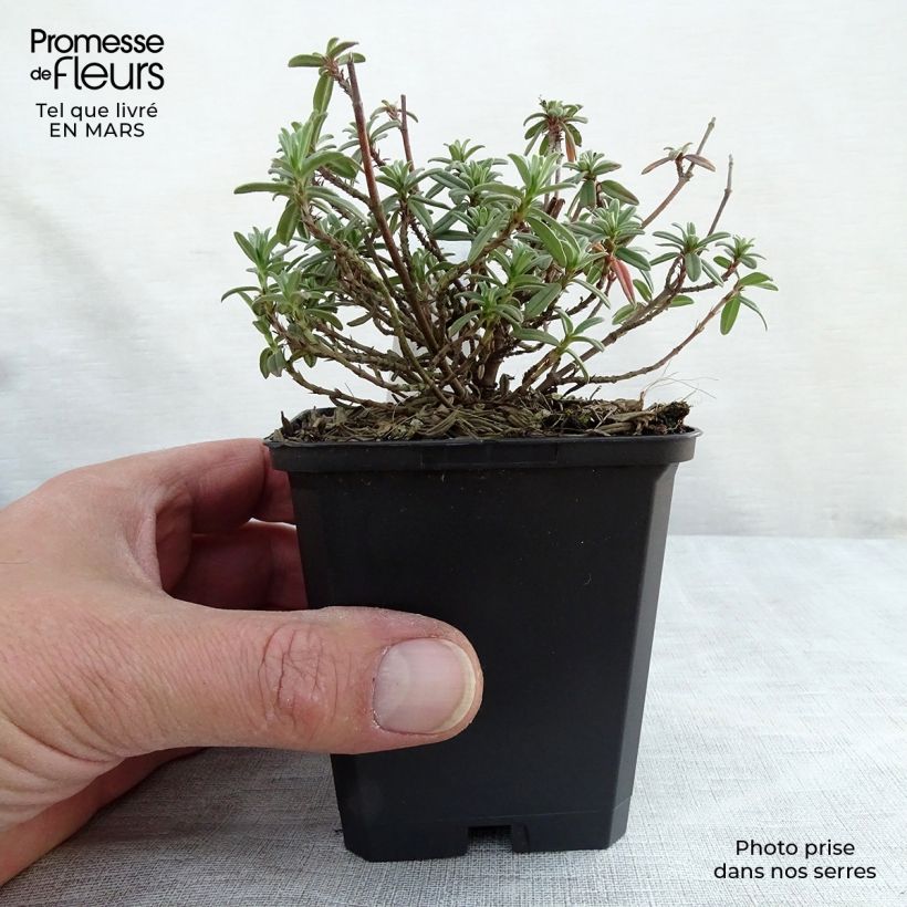 Spécimen de Hélianthème Wisley Primrose Godet de 9cm tel que livré au printemps