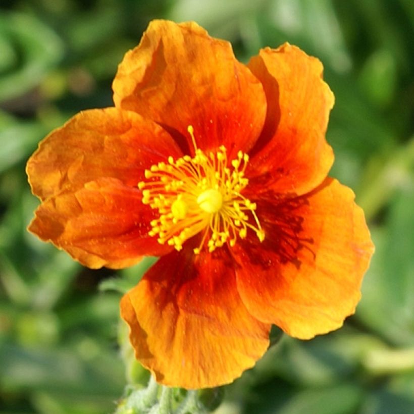Helianthemum Ben Alder - Hélianthème orange à coeur rouge (Floraison)