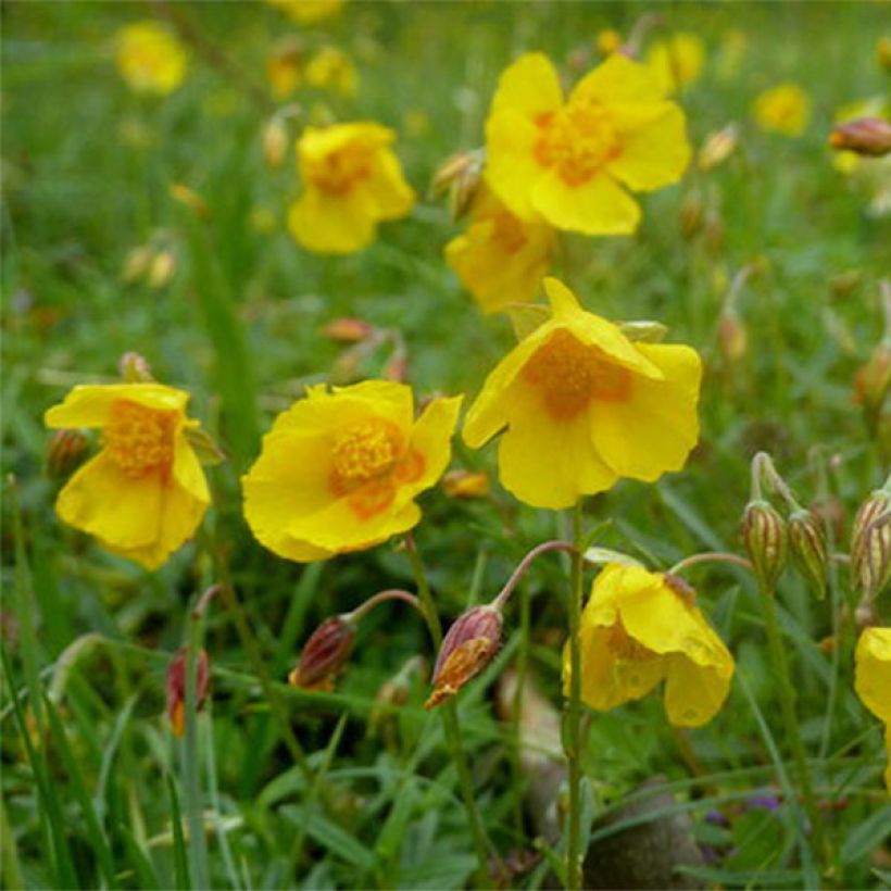 Helianthemum Ben Fhada - Hélianthème jaune vif à cœur orange (Floraison)