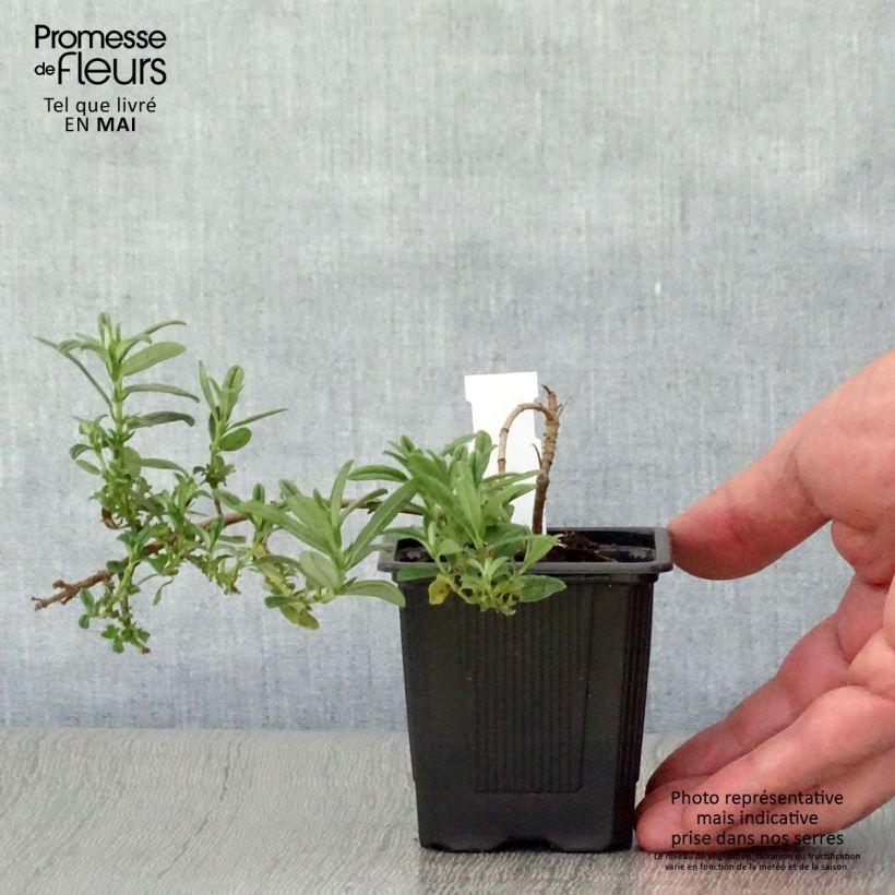 Spécimen de Helianthemum Ben Fhada - Hélianthème jaune vif à cœur orange en godet de 8 cm tel que livré au printemps