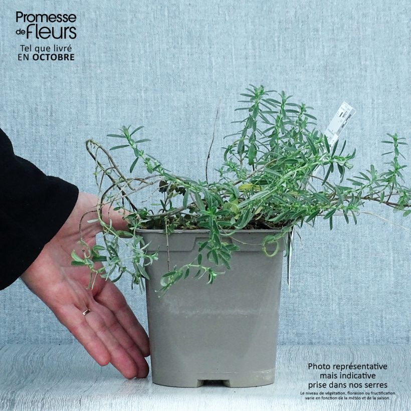Spécimen de Helianthemum Ben Fhada - Hélianthème jaune vif à cœur orange Pot de 2L/3L tel que livré en automne