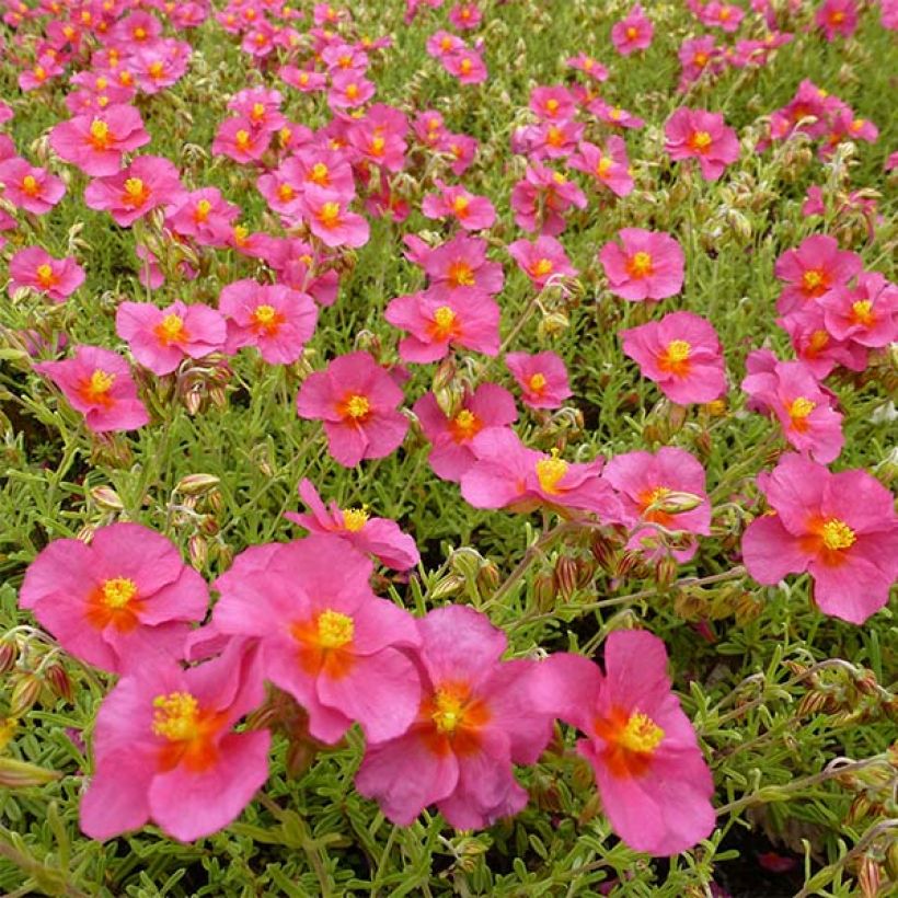 Helianthemum Ben Hope - Hélianthème rose carminé. (Floraison)