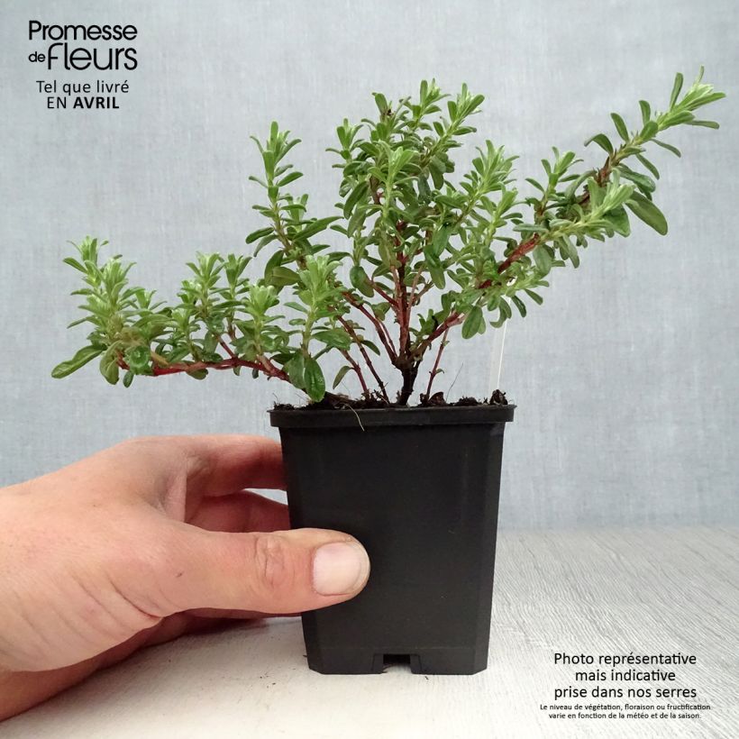Spécimen de Helianthemum Ben Hope - Hélianthème rose carminé. Godet de 9cm tel que livré au printemps