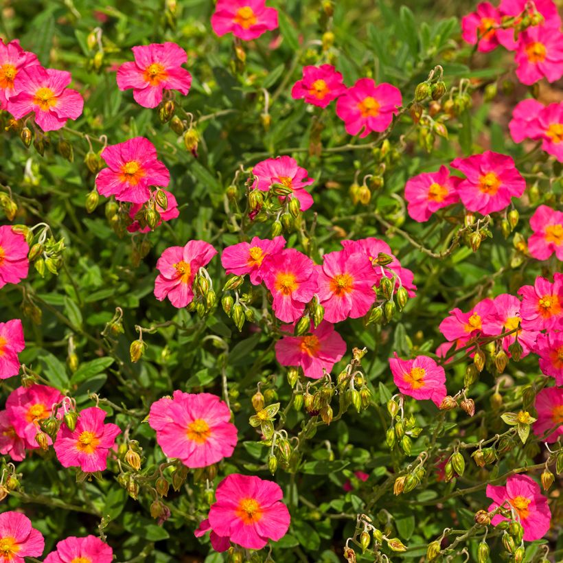 Helianthemum Ben Hope - Hélianthème rose carminé. (Port)