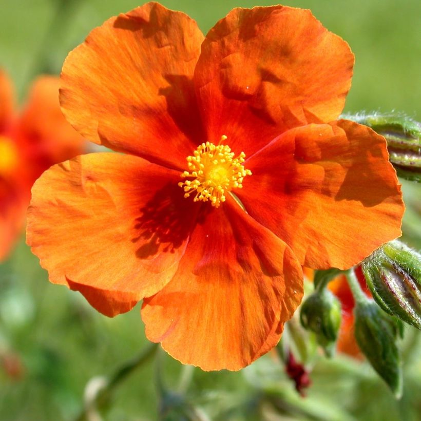 Helianthemum Bronzeteppich - Hélianthème  (Floraison)