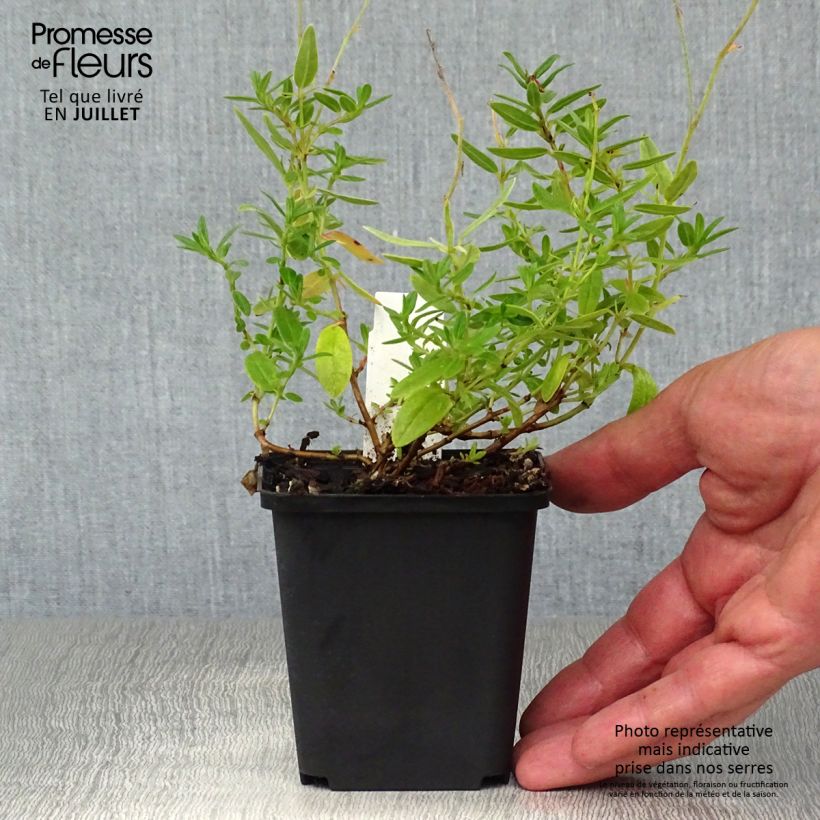 Spécimen de Helianthemum Bronzeteppich - Hélianthème  Godet de 8/9 cm tel que livré en été