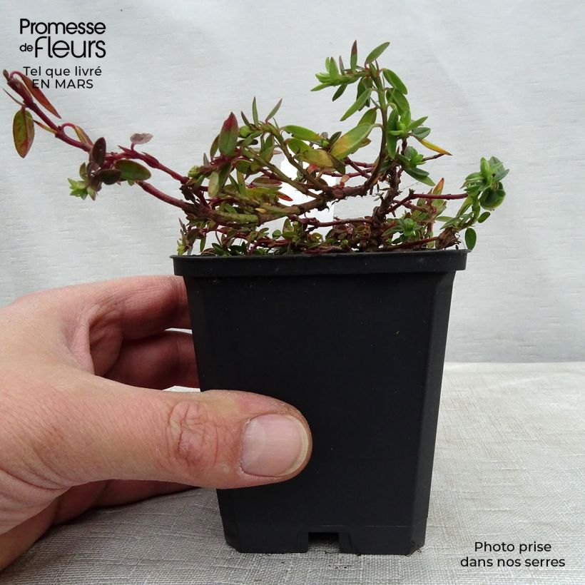 Spécimen de Helianthemum Bronzeteppich - Hélianthème  Godet de 9cm tel que livré au printemps