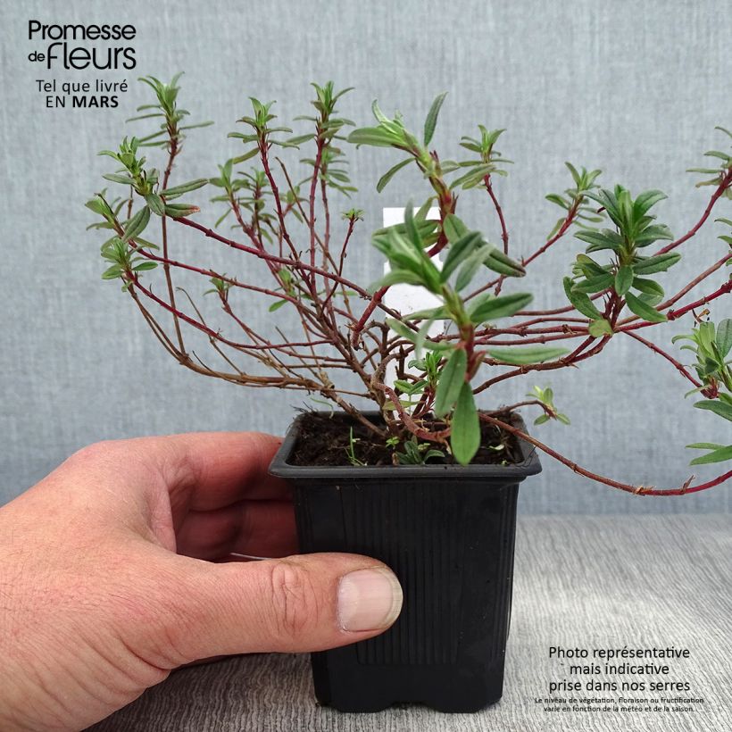 Spécimen de Helianthemum Cerise Queen - Hélianthème double rouge Godet de 8/9 cm tel que livré au printemps