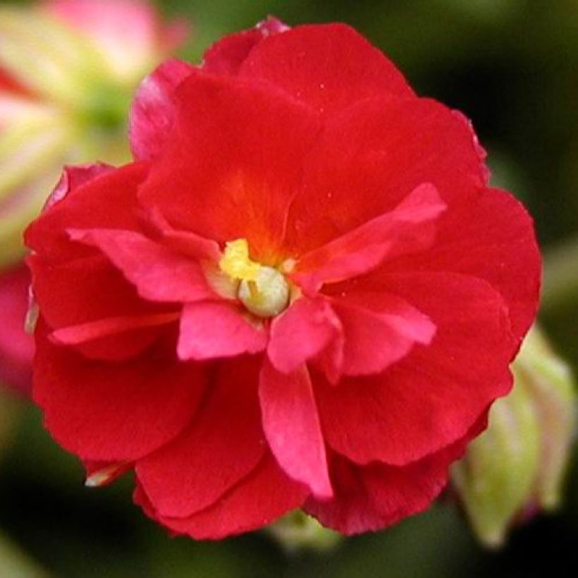 Helianthemum Cerise Queen - Hélianthème double rouge (Floraison)