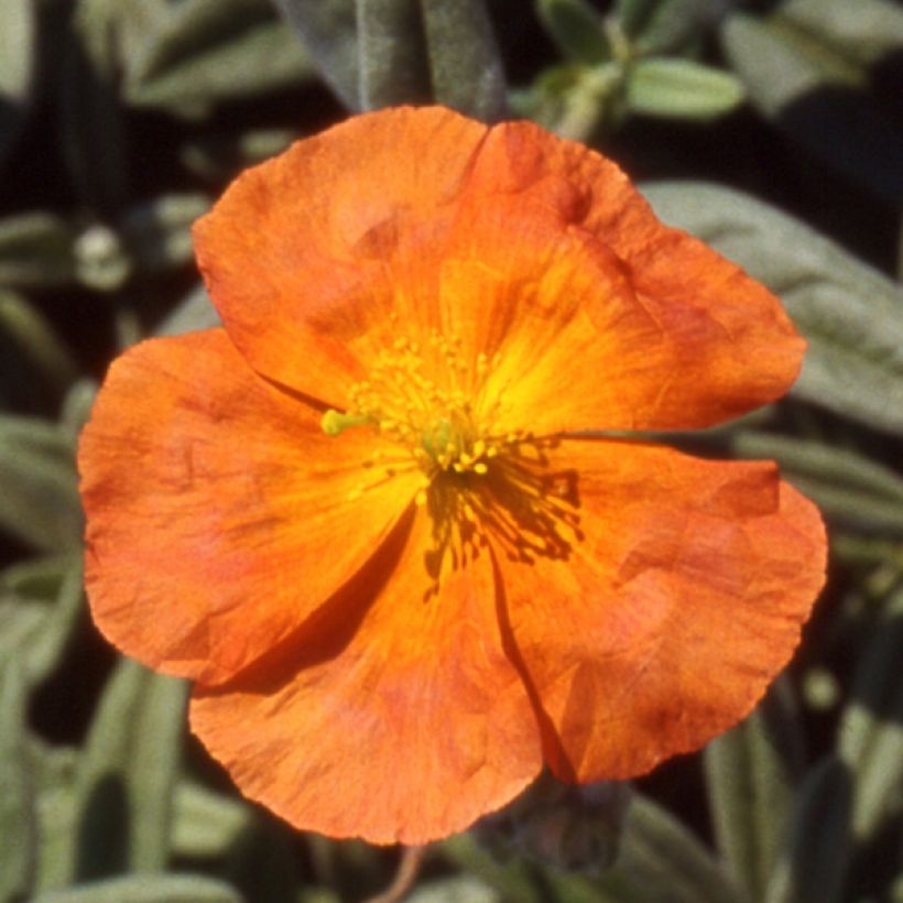 Helianthemum Fire Dragon - Hélianthème orange et rouge (Floraison)