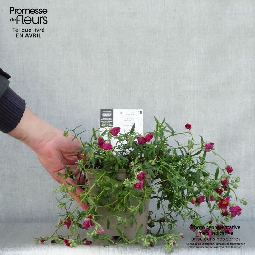 Spécimen de Helianthemum Hartswood Ruby - Hélianthème rouge framboise et rubis en pot de 2 litres tel que livré au printemps
