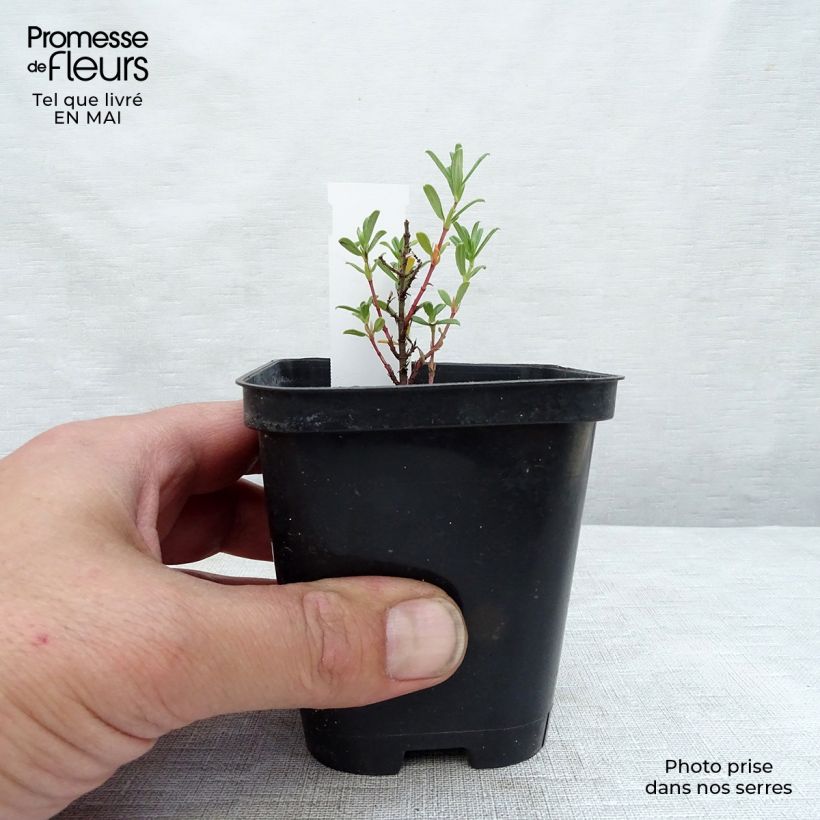Spécimen de Helianthemum Hartswood Ruby - Hélianthème rouge framboise et rubis en godet de 9 cm tel que livré au printemps