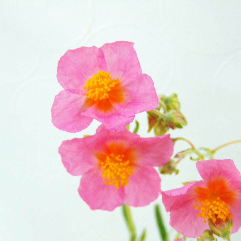 Helianthemum Lawrenson's Pink - Hélianthème rose et jaune (Floraison)