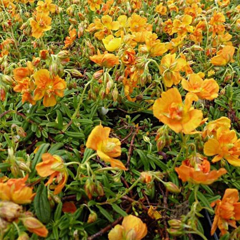 Helianthemum Orange Double - Hélianthème  (Floraison)