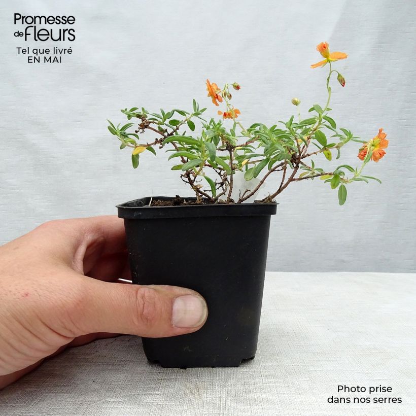 Spécimen de Helianthemum Orange Double - Hélianthème  Godet de 9cm tel que livré au printemps