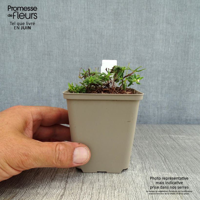 Spécimen de Helianthemum Orange Double - Hélianthème  Godet de 8/9 cm tel que livré en été