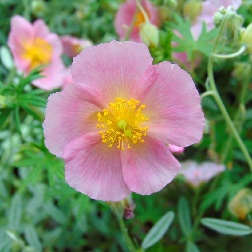 Helianthemum Rhodanthe Carneum - Hélianthème rose pastel. (Floraison)