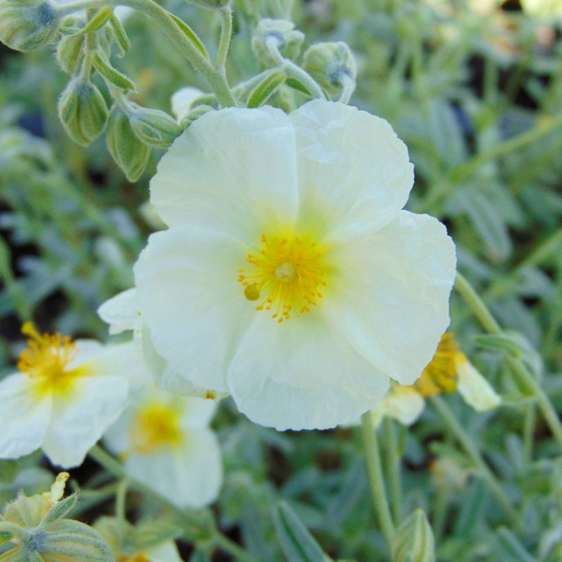 Helianthemum The Bride - Hélianthème blanc et or  (Floraison)