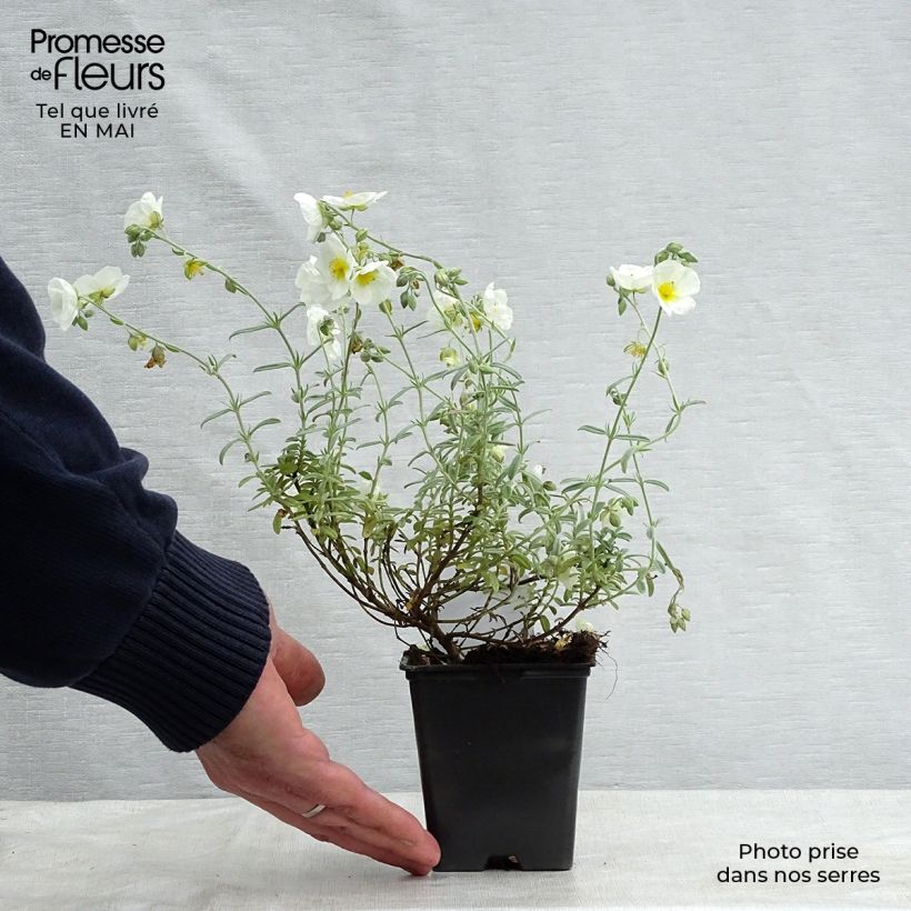 Spécimen de Helianthemum The Bride - Hélianthème blanc et or  Godet de 9cm tel que livré au printemps