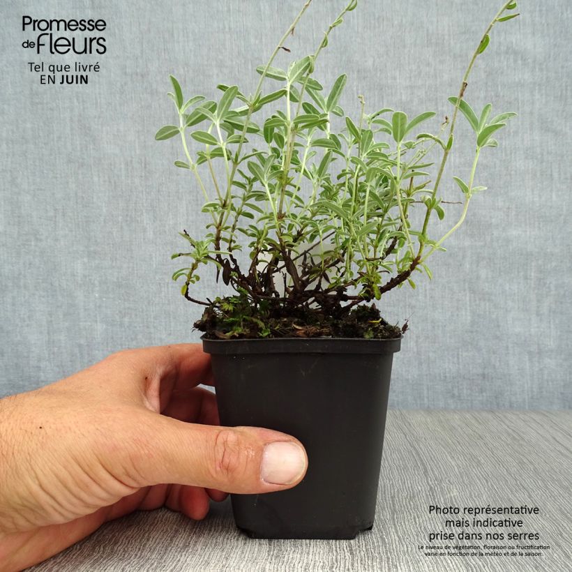 Spécimen de Helianthemum The Bride - Hélianthème blanc et or  Godet de 8/9 cm tel que livré en été