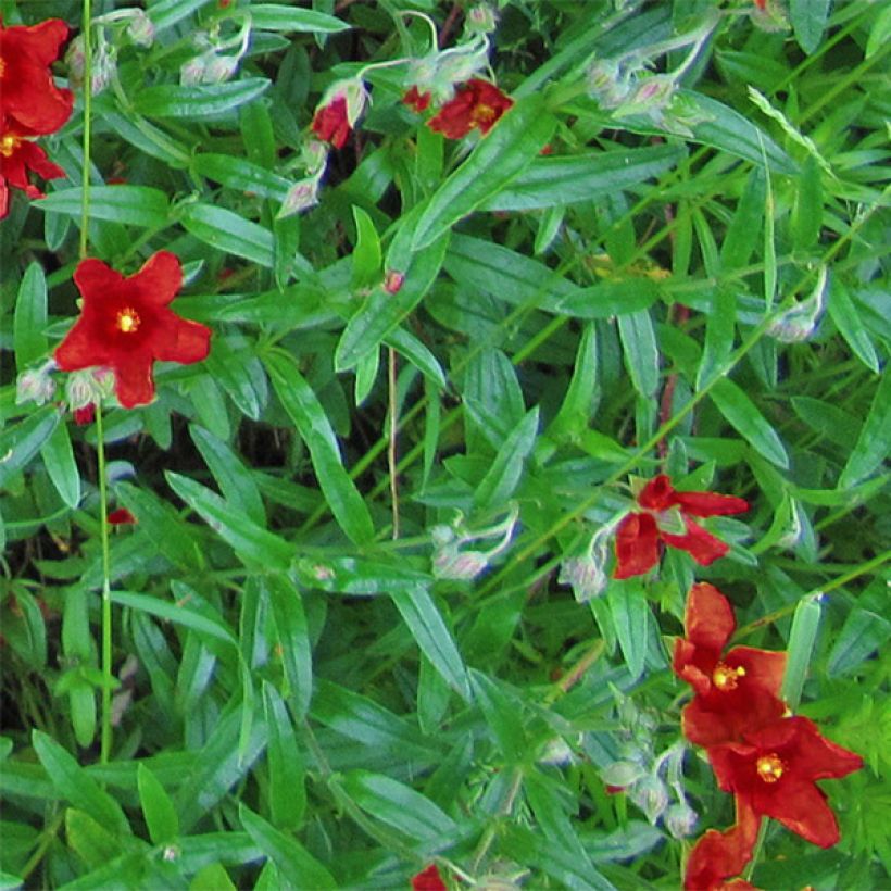 Helianthemum Tomato Red - Hélianthème (Feuillage)