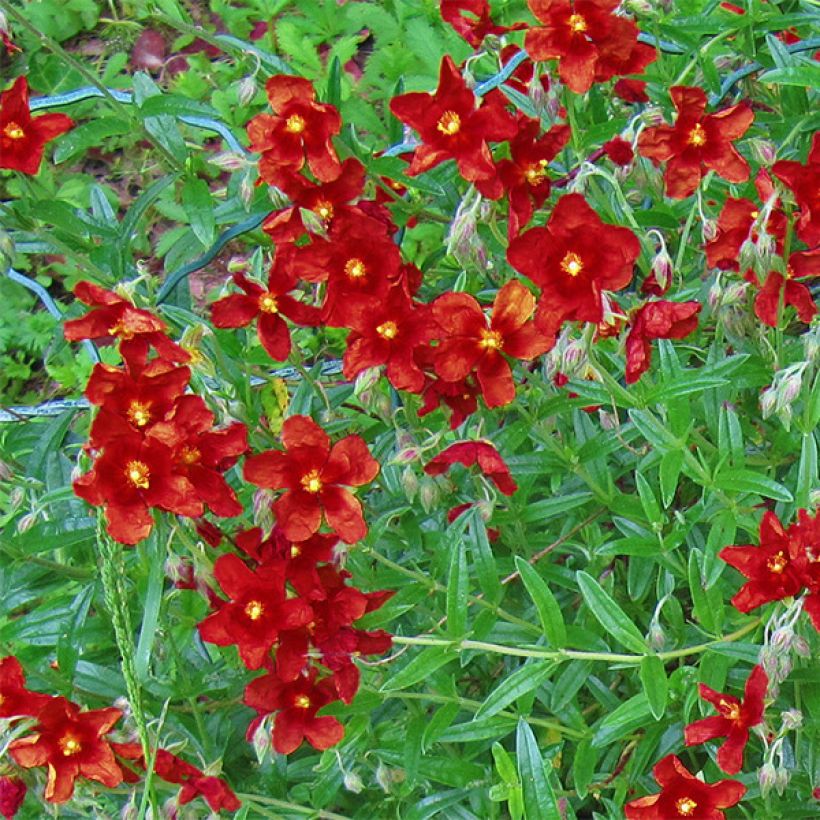 Helianthemum Tomato Red - Hélianthème (Floraison)