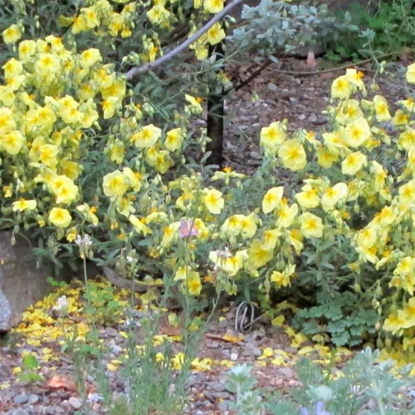 Hélianthème Wisley Primrose (Port)