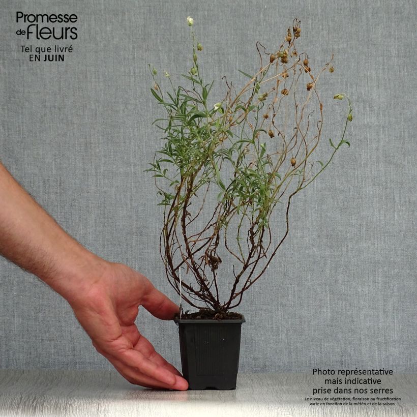 Spécimen de Helianthemum apeninnum - Hélianthème des Apennins  Godet de 8/9 cm tel que livré en été