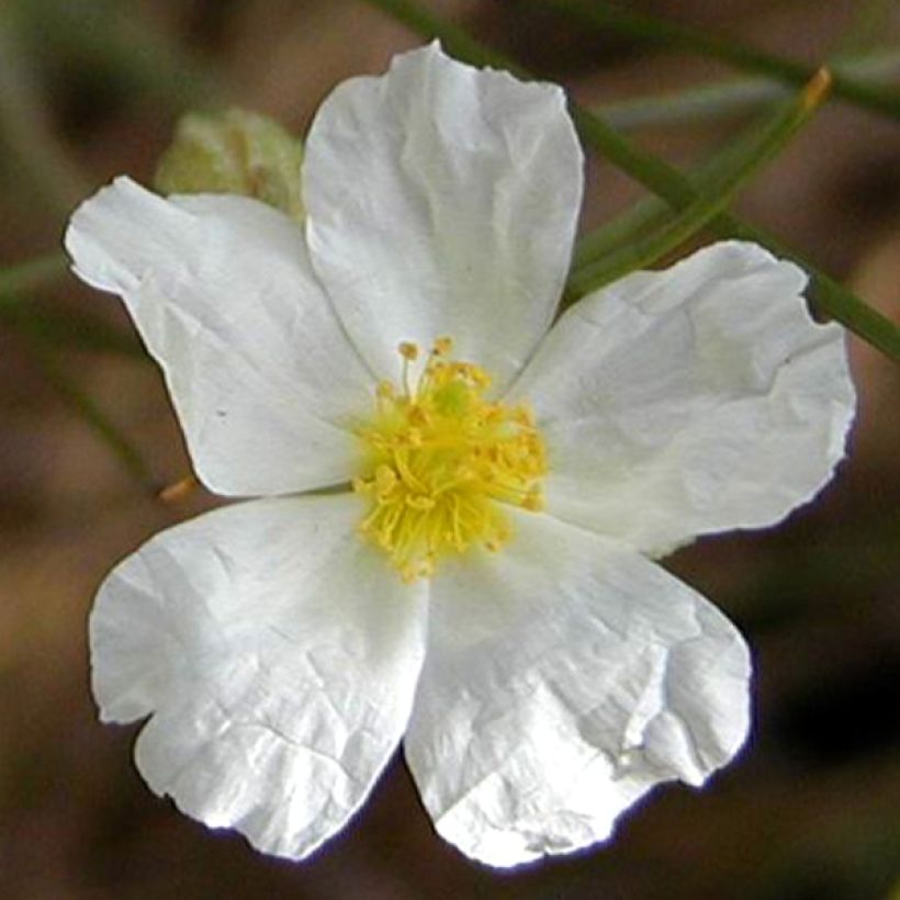 Helianthemum apeninnum - Hélianthème des Apennins  (Floraison)