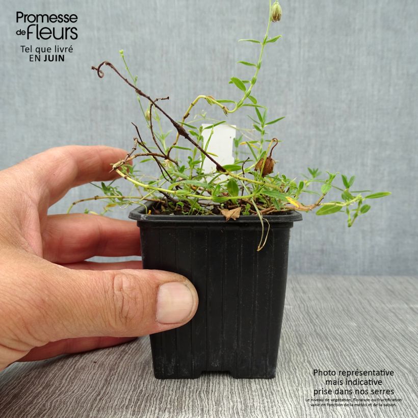 Spécimen de Helianthemum nummularium - Hélianthème commun Godet de 8/9 cm tel que livré en été