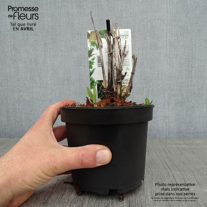 Spécimen de Hélianthi - Hélianthus strumosus - pot de 1.5L/2L tel que livré au printemps