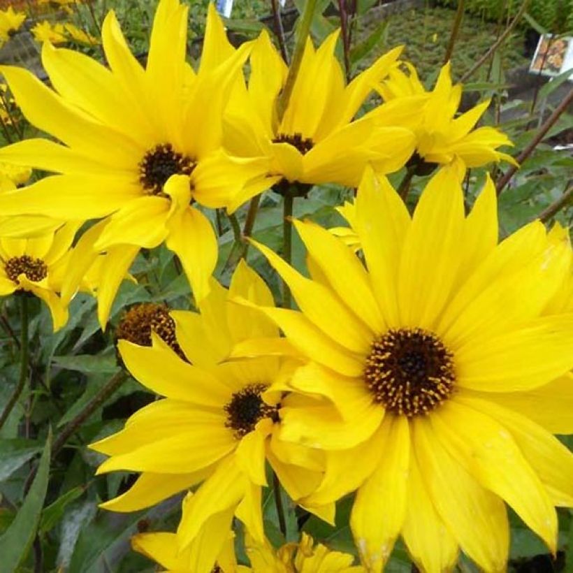 Helianthus atrorubens Monarch - Soleil vivace (Floraison)