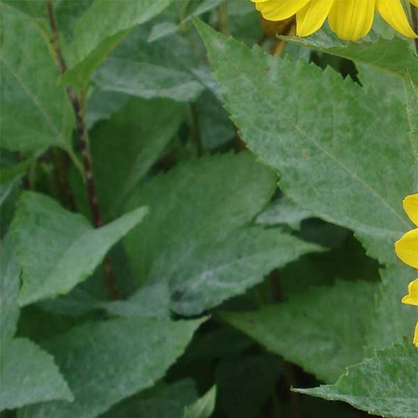 Helianthus decapetalus Capenoch Star - Soleil vivace (Feuillage)