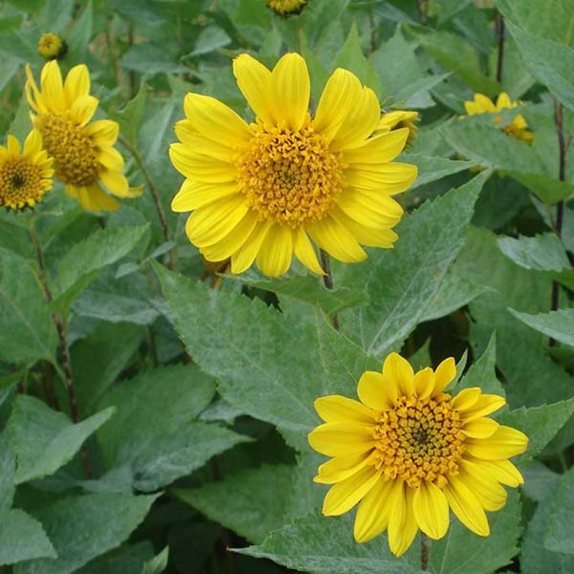 Helianthus decapetalus Capenoch Star - Soleil vivace (Floraison)