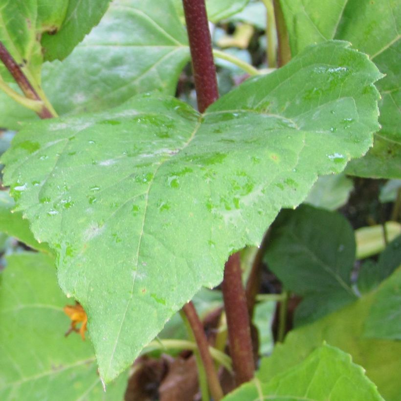 Helianthus decapetalus Plenus - soleil vivace double (Feuillage)