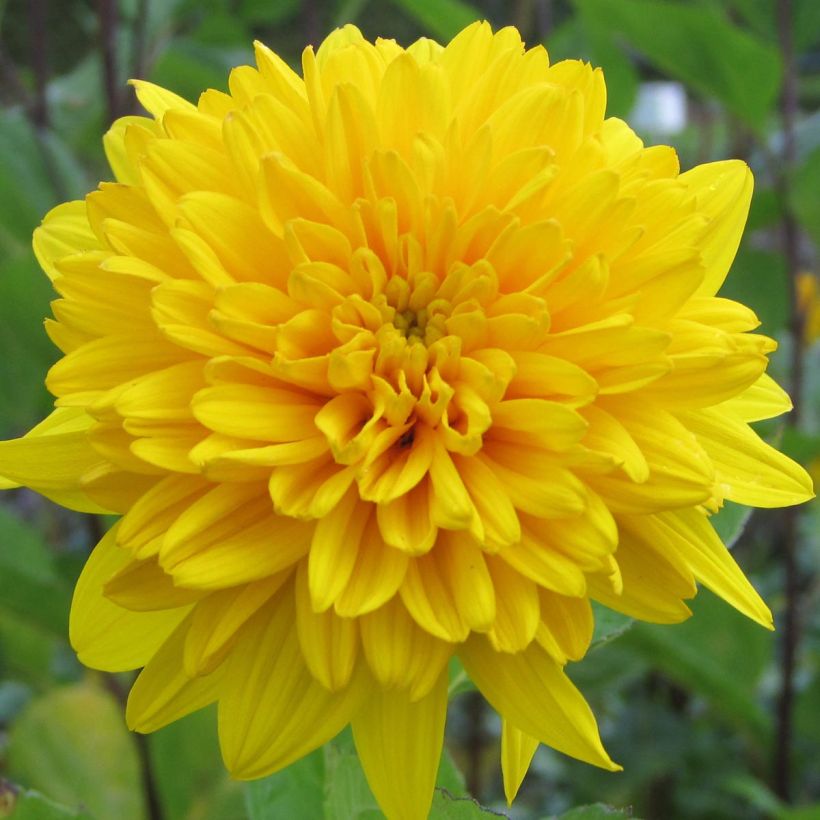 Helianthus decapetalus Plenus - soleil vivace double (Floraison)