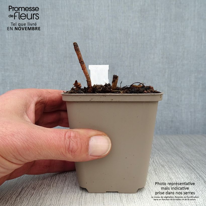 Spécimen de Helianthus decapetalus Plenus - soleil vivace double Godet de 8/9 cm tel que livré en automne